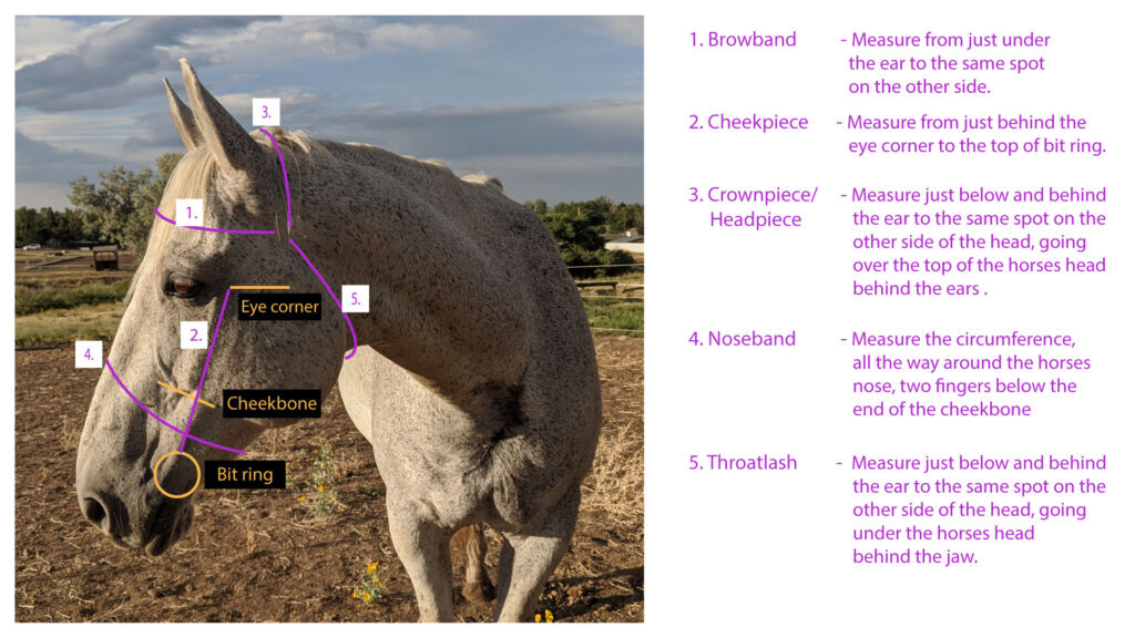 How to measure for a Gallant Gallop bridle